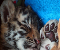 Sleep tiger cub