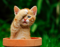 Kitty in a flowerpot