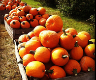 Patches and patches of pumpkins