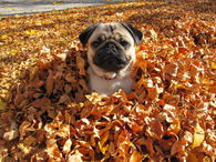 Doggy in the leaves