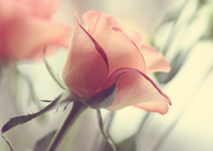 vintage flower