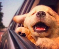 cute dog