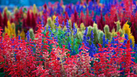 Colorful Garden