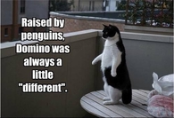 Domino was always a little different
