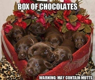 Box of Chocolates may contain mutts