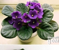 DIY Grow Violet Flowers