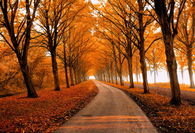 Fall beauty