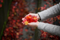 Hand full of leaves