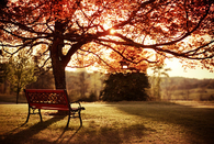 Autumn in the park
