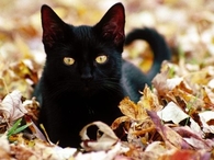Pretty black cat