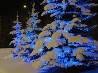 Snow on Christmas Trees