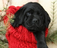 Adorable Stocking Stuffer