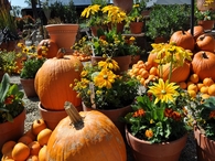 Pumpkins and Flowers