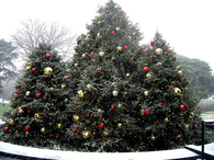 Christmas Trees