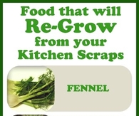 Foods that will Re-Grow from your Kitchen Scraps