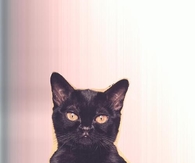Kitty in a Jack O Lantern