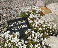 Butterflies welcome