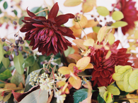 Colorful autumn flowers