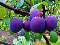 Purple Plumbs