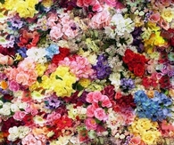 Carpet of Flowers