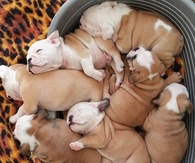 Tub filled with Darling Bulldog Pups