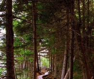 Forest Sidewalk