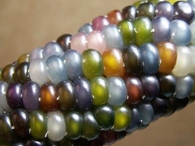 Colorful Indian Corn