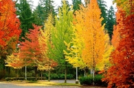 The Colors of Fall