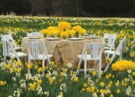 Dining in Daffodil Field