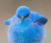 Mountain Bluebird