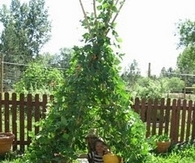 Garden Hut