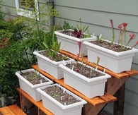 DIY Tiered Plant Stand