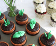 Cupcake Sprouts
