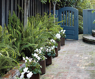 Border in pots