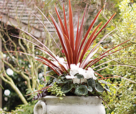 Potted plants in the entry