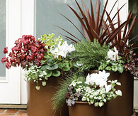 Group pots