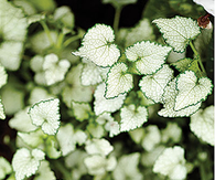 Lamium maculatum 