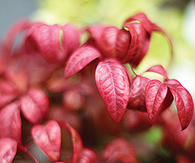 Fire power nandina
