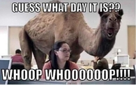 hump day