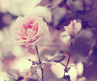 Pretty pink rose