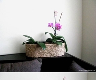 DIY Cardboard PlantPot
