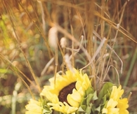 Sunflower bouquet