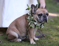Wedding dog