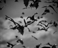 Flying bats