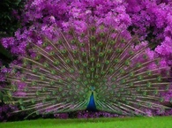 Perfect Pretty Purple Peacock!!