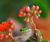 Nature's Beauty