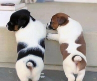Cute Puppy Tails