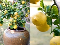 Lemon Tree