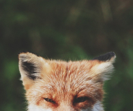 Staring fox