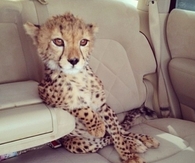 Luxury leopard